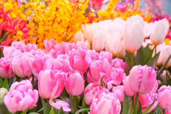 Nahaufnahme Von Schönen Rosa Tulpen Als Hintergrund — Stockfoto
