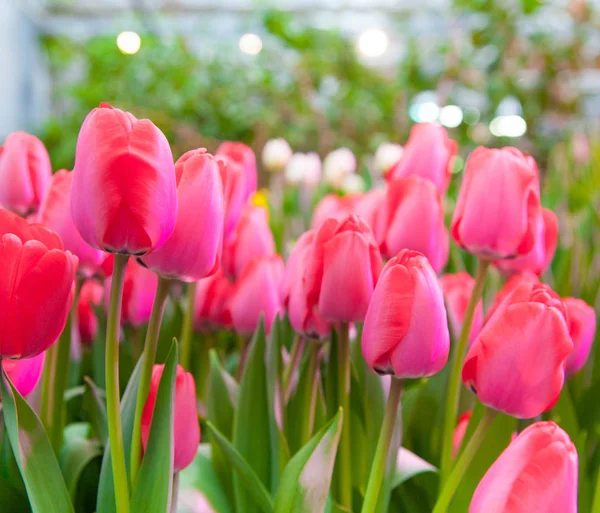 Primo Piano Colpo Bei Tulipani Rosa Sfondo — Foto Stock