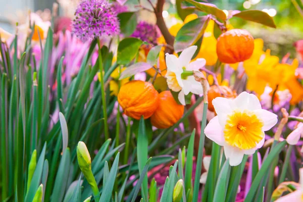 Närbild Vackra Narcisser Blommor För Bakgrund — Stockfoto