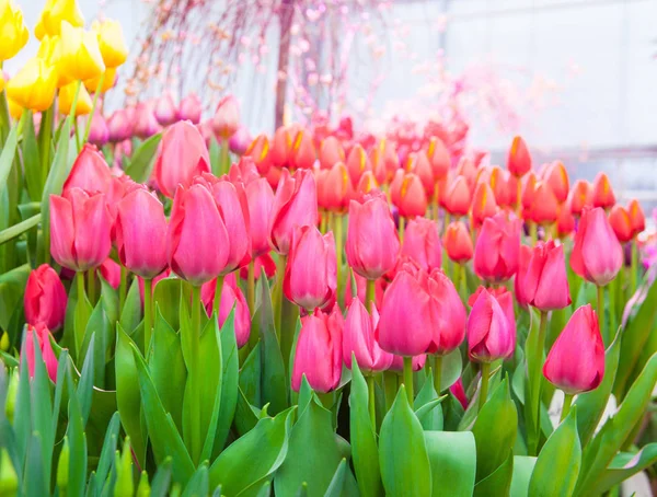 Zár Megjelöl Szemcsésedik Ból Gyönyörű Rózsaszín Tulipánok Üvegházhatást Okozó — Stock Fotó