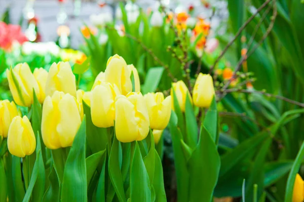 背景の美しい黄色のチューリップの花のクローズ アップ撮影 — ストック写真