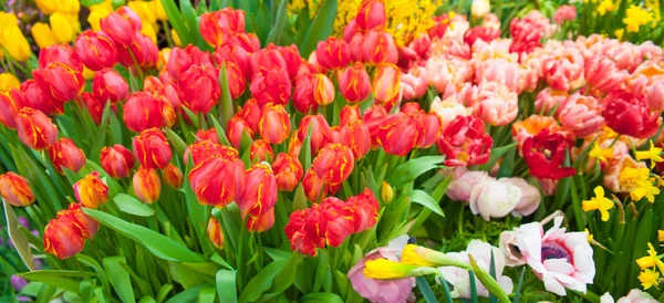 Primo Piano Colpo Vari Fiori Colorati Sfondo — Foto Stock