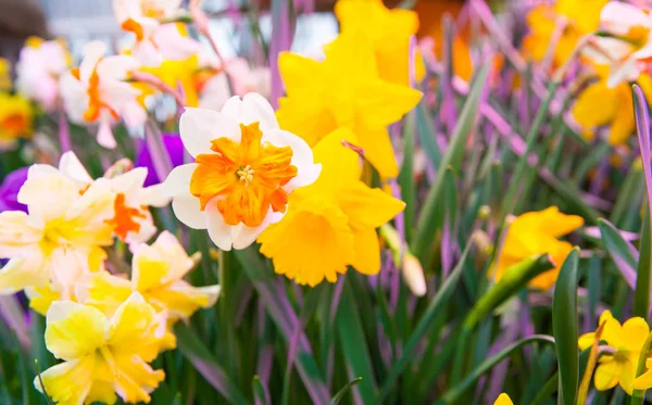 背景の美しい水仙の花のクローズ アップ撮影 — ストック写真