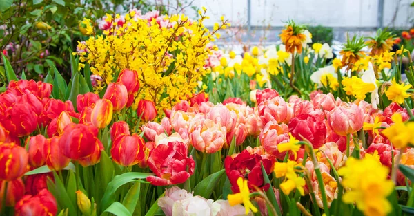 Primo Piano Colpo Vari Fiori Colorati — Foto Stock