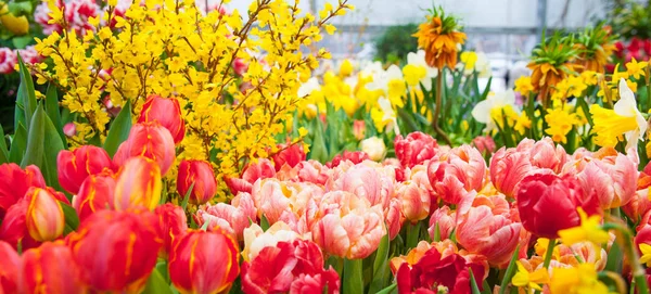 Primo Piano Colpo Vari Fiori Colorati — Foto Stock