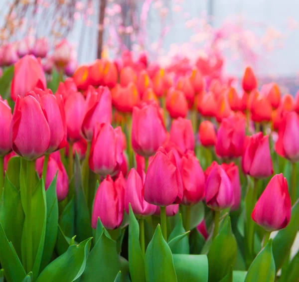 温室効果で美しいピンクのチューリップのクローズ アップ ショット — ストック写真