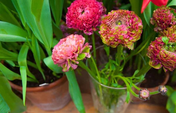 Närbild Vackra Lila Blommor För Bakgrund — Stockfoto