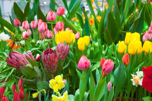 クローズ アップ ショットの美しい背景のいろいろな花 — ストック写真