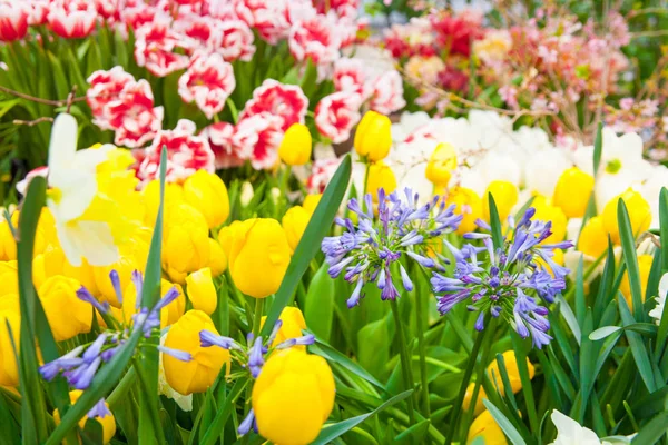 Nahaufnahme Schöner Gelber Tulpen Als Hintergrund — Stockfoto