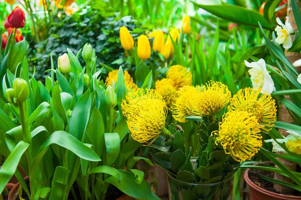 Närbild Vackra Gula Blommor För Bakgrund — Stockfoto