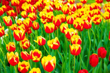 güzel lalelerin yakın çekim, seçici odak