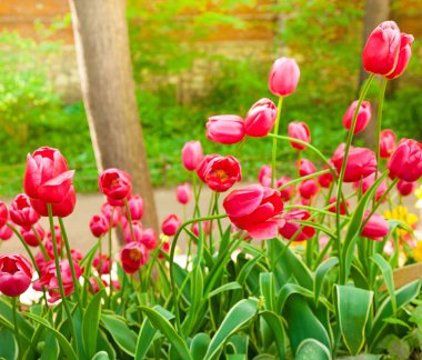 güzel lalelerin yakın çekim, seçici odak