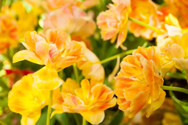 Primer Plano Hermosos Tulipanes Enfoque Selectivo — Foto de Stock