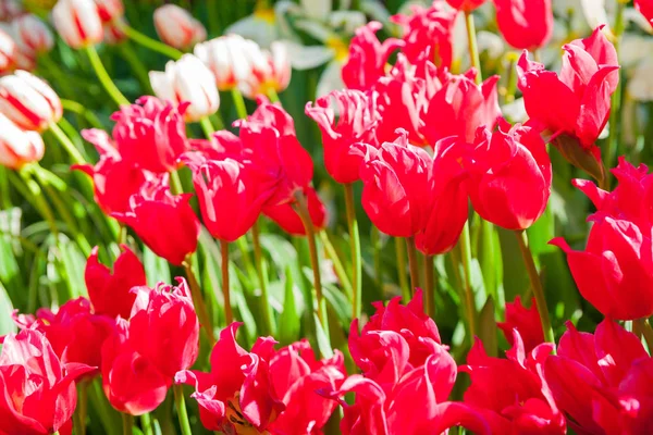 Zblízka Krásné Tulipány Selektivní Zaměření — Stock fotografie