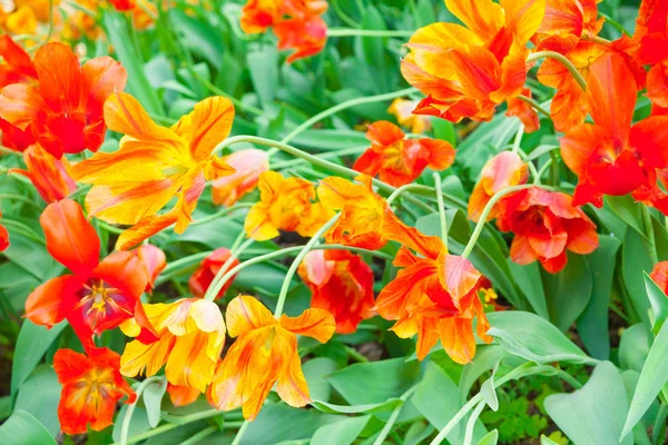 Close Beautiful Tulips Selective Focus — Stock Photo, Image