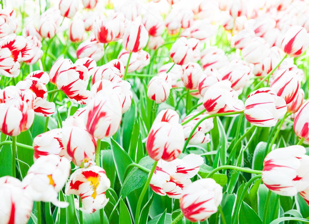 close-up of beautiful tulips, selective focus