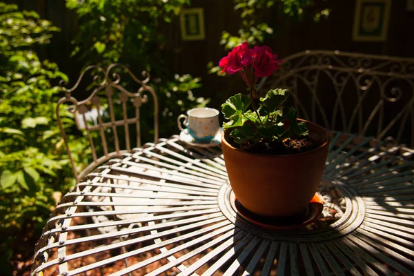 Gros Plan Fleur Pot Sur Table Extérieur — Photo