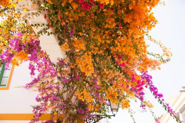 Mogan, Gran Canaria, İspanya'nın mimarisi ve bitki örtüsünün ayrıntıları.