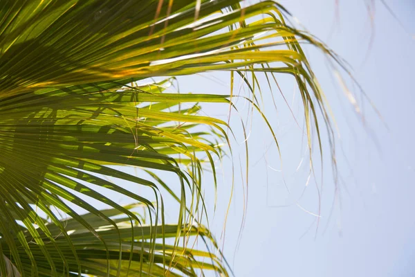 Green palm leaves on blue sky background