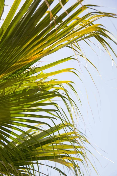 Green palm leaves on blue sky background