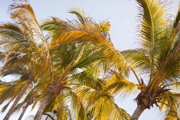Зеленые Пальмовые Листья Голубом Фоне Неба — стоковое фото