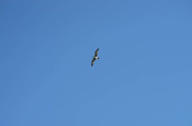 bir martı uçan - yakın çekim, alttan görünüm