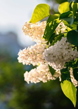 Hassas beyaz leylak çiçekler doğal yeşil yakın çekim makro çerçevede bir erken baharda bir güzel bulanık bokeh ve seçici odak ile vurdu