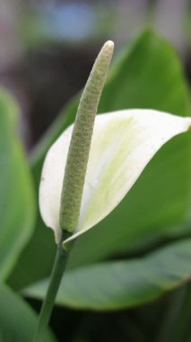 Beyaz bir anthurium çiçeği, belirgin, desenli yeşil bir spadix içeriyor. Bitki büyük, koyu yeşil yapraklarla çevrili ve yemyeşil bir zemin oluşturuyor..