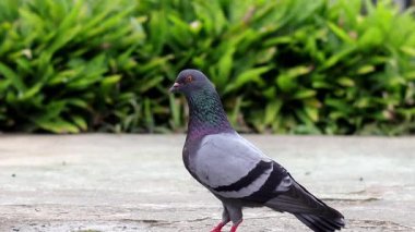 Islak asfaltta yürüyen bir güvercin profilde, yüzü sağa dönük ve başı hafifçe dönük bir şekilde duruyor. Tüylerinin boynunda parlak mor ve yeşil bir parıltı vardır..