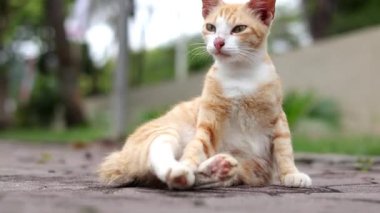 Bir tekir kedi, beton ya da taş bir çıkıntıda mışıl mışıl uyuyor gibi görünüyor. Bulanık yeşil arkaplan.