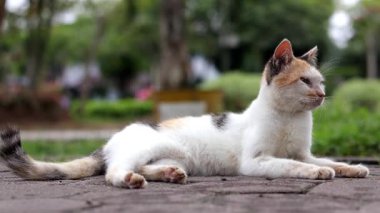 Gri taştan bir patikaya uzanmış bir yavru kedi. Beyaz, siyah ve zencefil kürklü kedi, başı yukarıda karnının üzerinde yatıyor..