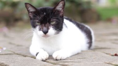 Asfalt bir yüzeyde dinlenen yeşil gözlü siyah beyaz bir kedi. Kedi ciddi bir ifadeyle doğrudan kameraya bakıyor..