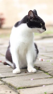 Asfalt bir yüzeyde dinlenen yeşil gözlü siyah beyaz bir kedi. Kedi ciddi bir ifadeyle doğrudan kameraya bakıyor..