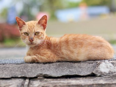 Sarı yeşil gözlü, pasaklı görünümlü turuncu bir kedinin taş bir çıkıntıda dinlendiği yakın plan, göz hizasında bir fotoğraf. Kedi doğrudan kameraya bakıyor, arka planda bulanıklık var..