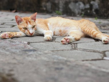 Kapalı gözlü bir tekir kedinin yakından çekilmiş görüntüsü. Beton ya da taş bir çıkıntıda derin bir uykuya dalmış gibi görünüyor.