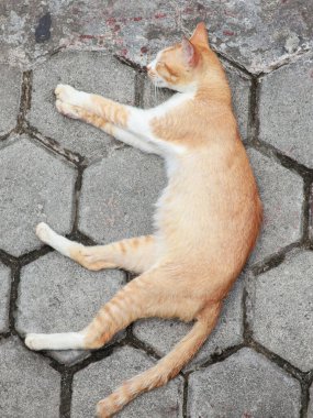 Üst manzara rahat turuncu ve beyaz çizgili kedi gri, altıgen asfalt bir yüzey üzerinde yatıyor. Kedinin bedeni gerilmiş ve gözleri kapalı..