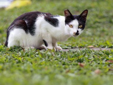 Yeşil çimenlerin üzerinde çömelmiş sarı gözlü siyah beyaz bir kedinin alçak açılı çekimi. Kedi meraklı ve odaklanmış bir ifadeyle doğrudan kameraya bakıyor..