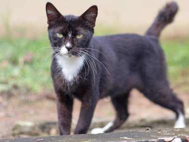 Taş bir çıkıntının üzerinde duran siyah beyaz bir kedi. Doğrudan kameraya ciddi ve biraz da tuhaf bir ifadeyle bakıyor..