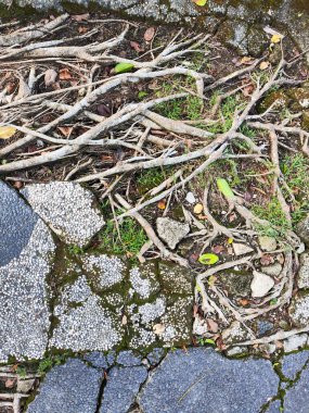 Yıpranmış ağaç köklerinden oluşan geniş bir ağ, aralarında küçük yeşil bitkilerin büyüdüğü dokulu ve taşlı bir zemine açılır ve yayılır..