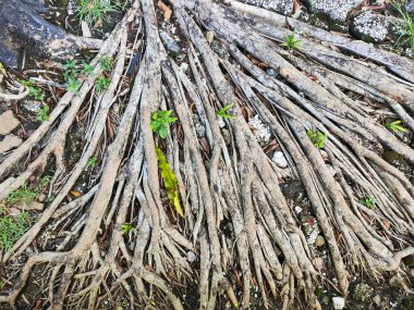 Yıpranmış ağaç köklerinden oluşan geniş bir ağ, aralarında küçük yeşil bitkilerin büyüdüğü dokulu ve taşlı bir zemine açılır ve yayılır..