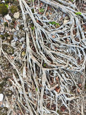 Yıpranmış ağaç köklerinden oluşan geniş bir ağ, aralarında küçük yeşil bitkilerin büyüdüğü dokulu ve taşlı bir zemine açılır ve yayılır..