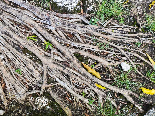 Yıpranmış ağaç köklerinden oluşan geniş bir ağ, aralarında küçük yeşil bitkilerin büyüdüğü dokulu ve taşlı bir zemine açılır ve yayılır..