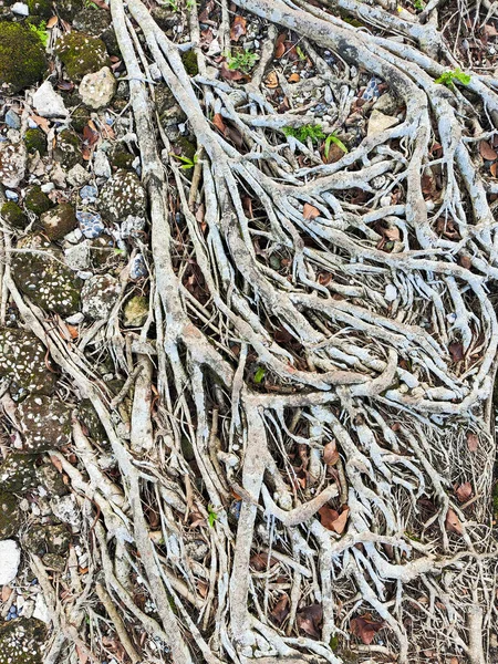 Yıpranmış ağaç köklerinden oluşan geniş bir ağ, aralarında küçük yeşil bitkilerin büyüdüğü dokulu ve taşlı bir zemine açılır ve yayılır..
