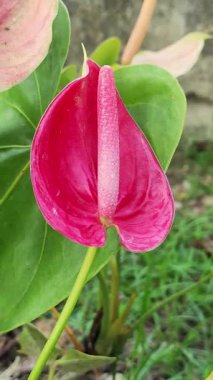 Güzel, canlı kırmızı ve pembe bir Anthurium çiçeği yeşil yaprakların arka planına karşı eşsiz şeklini ve belirgin spadix 'ini sergiliyor..