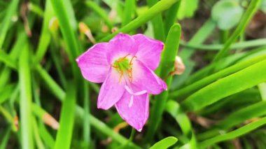 Tek bir pembe yağmur çiçeği çiçek açmış, canlı yeşil çimenli yapraklarıyla çevrili, yumuşak odaklı arka planda..