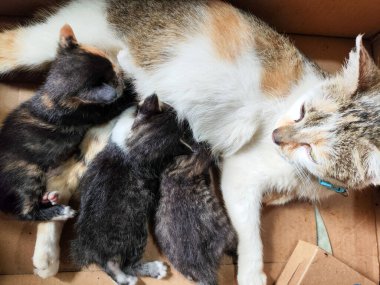 Üç küçük, sevimli kedi yavrusu annelerinin yumuşak kürkünde bir araya toplanıyor, biri merakla yukarı bakıyor, yeni hayatın ve kedi ailesinin sıcaklığını yakalıyor..