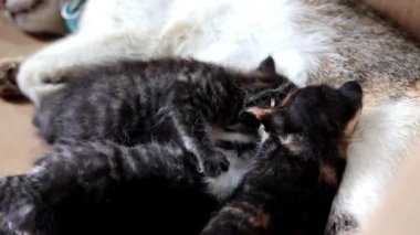 Şefkatli anne bir kedi yavrusunu sevgi dolu bir şekilde karton bir kutuda emziriyor, anne ve ailenin güzel bir bağını resmediyor..