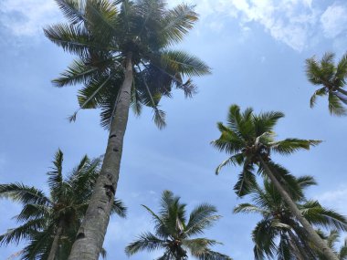 Looking up at a cluster of tall, green palm trees swaying against a clear, bright blue sky with sparse clouds, creating a tropical and serene mood.