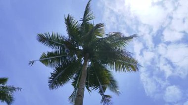 Looking up at a cluster of tall, green palm trees swaying against a clear, bright blue sky with sparse clouds, creating a tropical and serene mood.