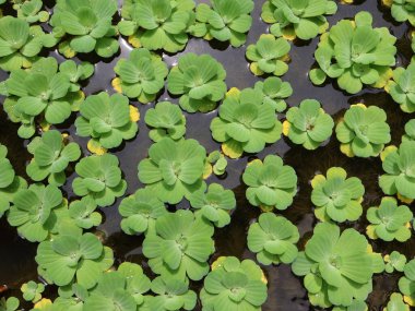Top-down view of a dense patch of Pistia stratiotes (water lettuce) plants, with their textured, green leaves floating on dark water, creating a vibrant natural pattern.